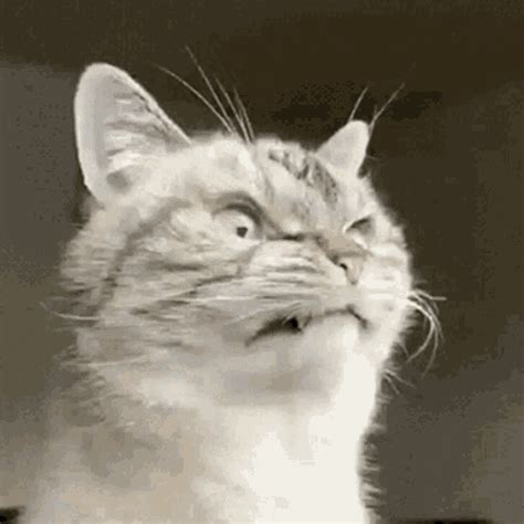Cat angry gif - The perfect Ragey Mad Cat Angry Cat Animated GIF for your conversation. Discover and Share the best GIFs on Tenor.